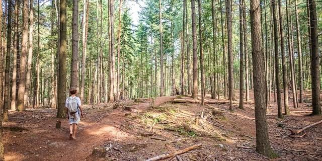 Spelen in het bos