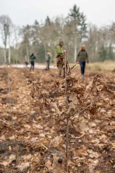 aanpoot bomen aanpoot bomen