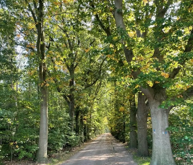 brummelweg-medium brummelweg-medium