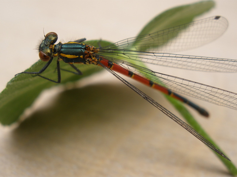 Natuurhuisjeneede-debrummel-Needse Berg_terkuile_libelle rezized (80KB)