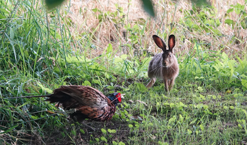 fazant en haas neede needse berg achterhoek twente huisjeneede (1) (1)